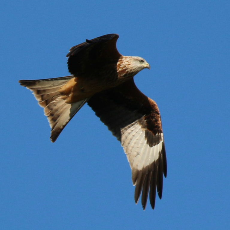 Red Kite