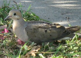 Mourning Dove
