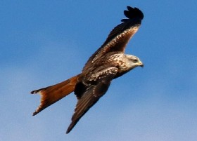 Red Kite