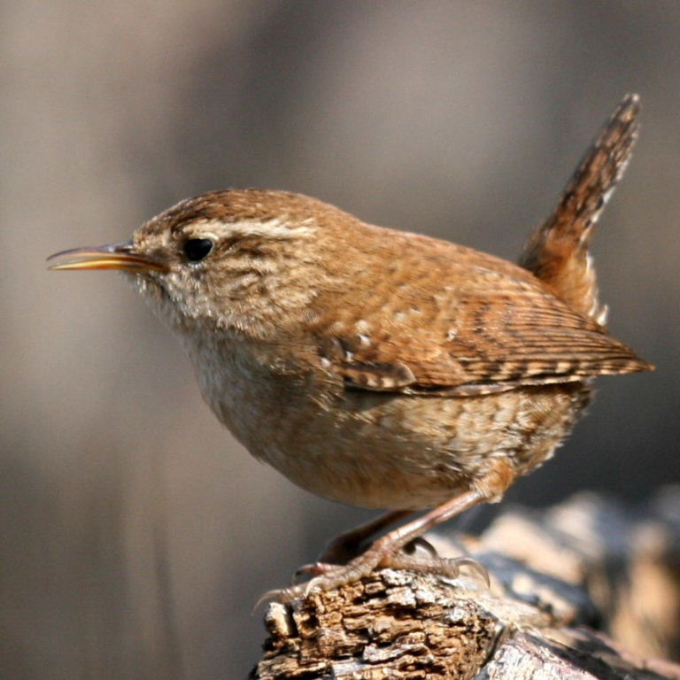 Wren