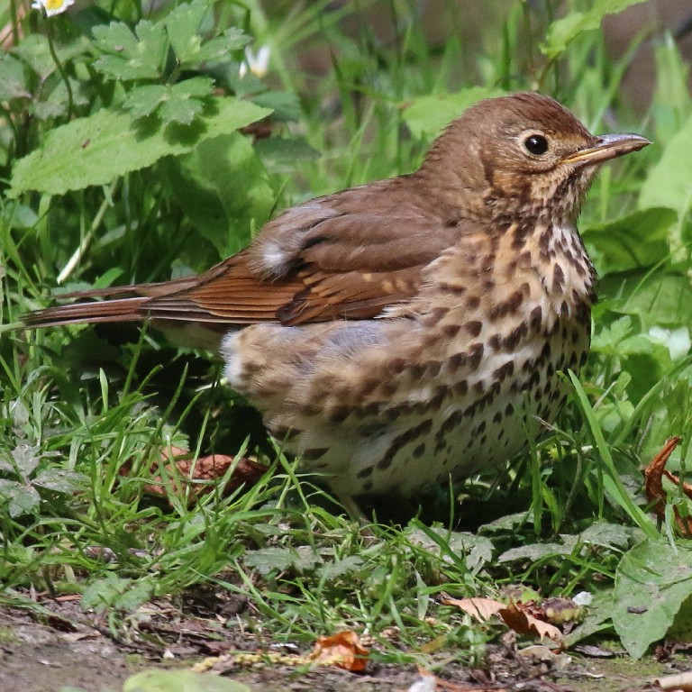 Songthrush