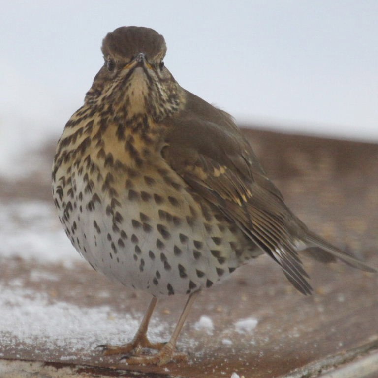 Songthrush