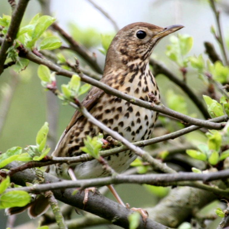 Thrush