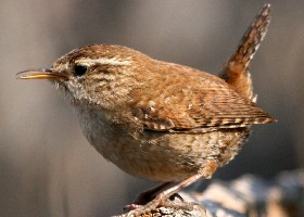Wren