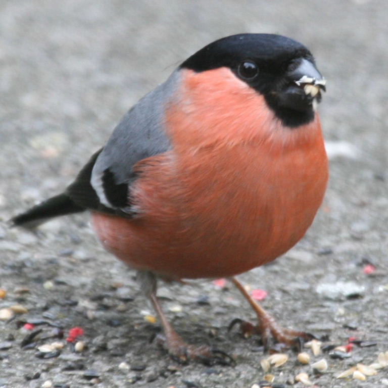 Bullfinch