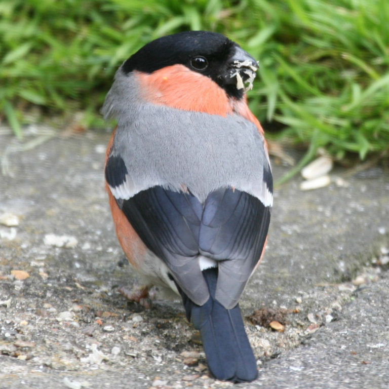 Bullfinch
