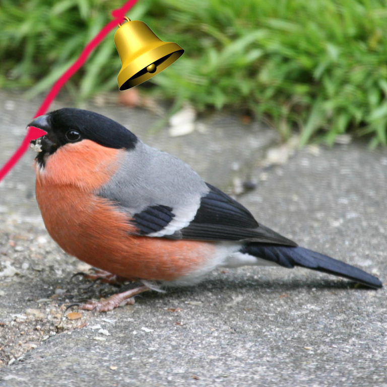 Bullfinch tolling bell