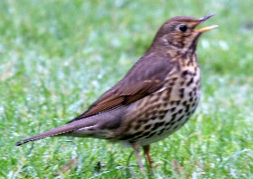 Songthrush