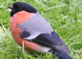 Bullfinch