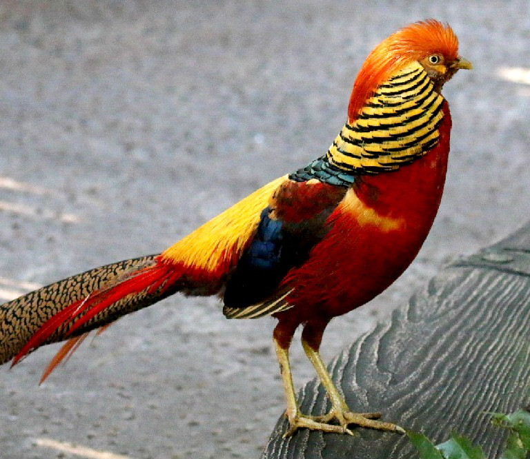 Golden Pheasant