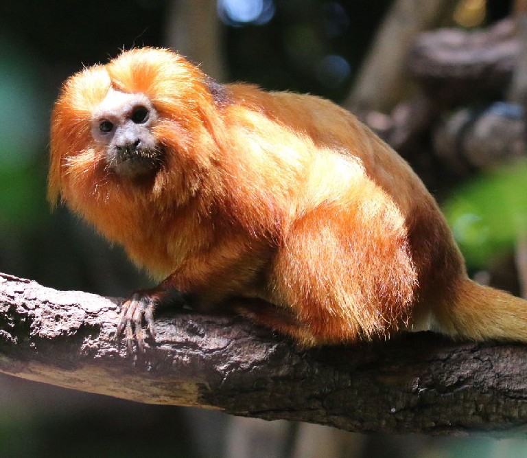 Golden Lion Tamarin