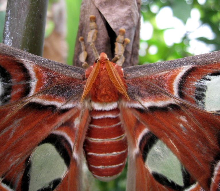 Atlas Moth