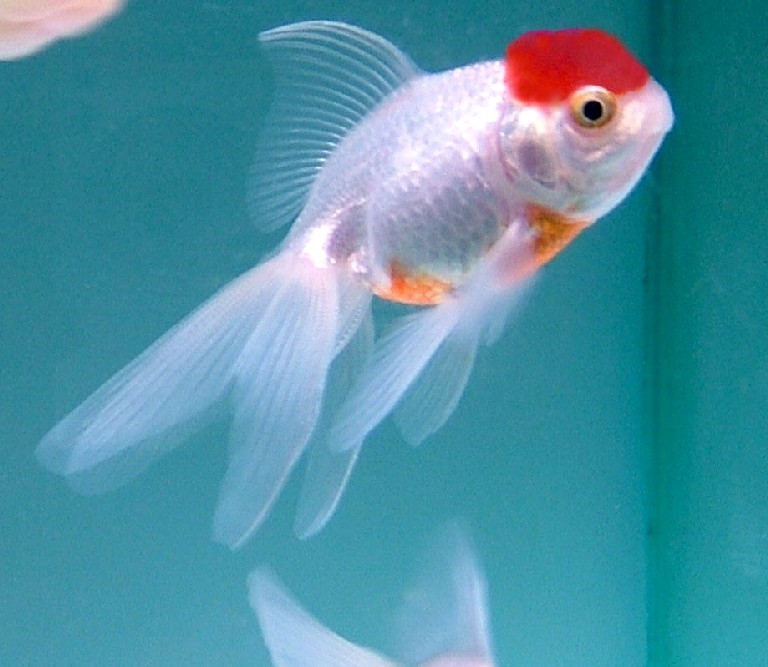 Oranda Redcap