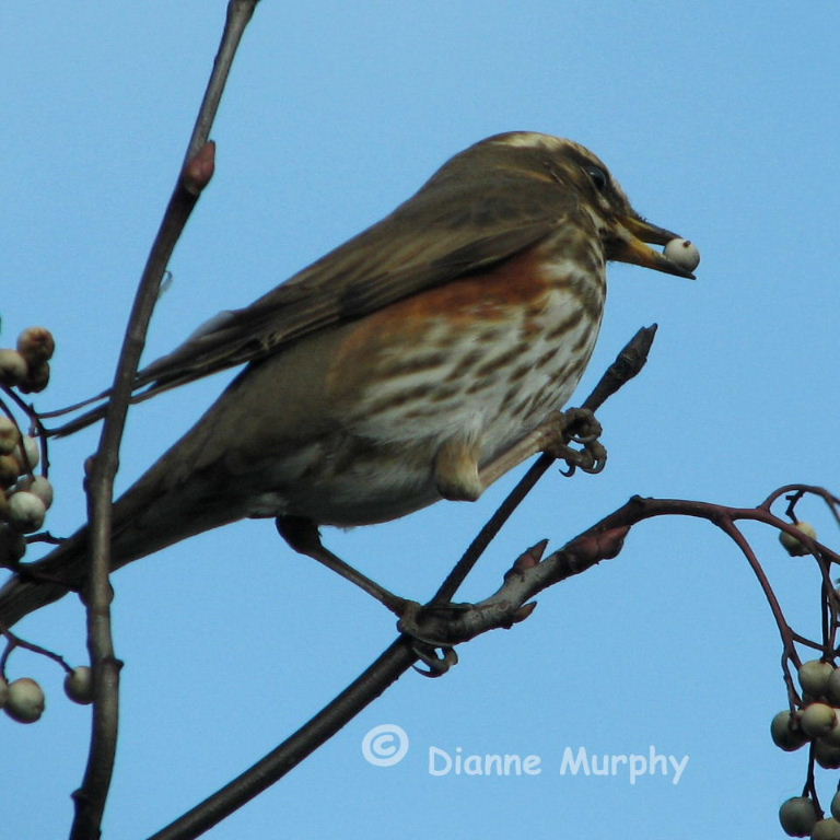 Redwing