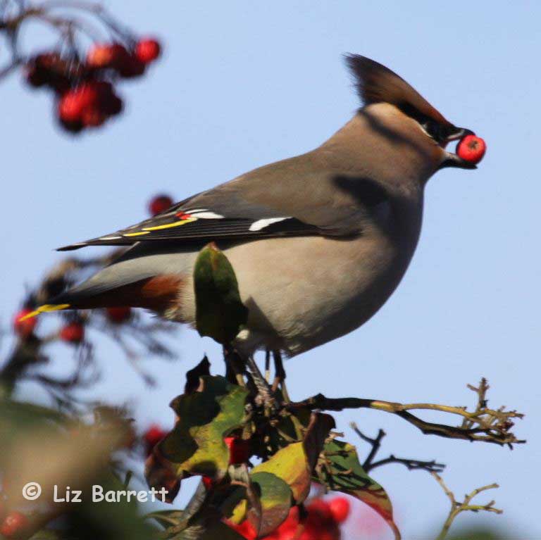 Waxwing