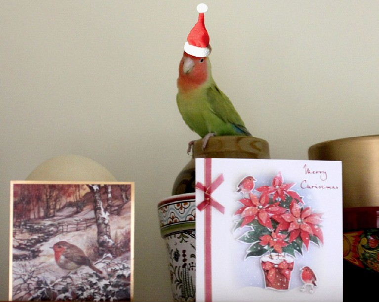 Red and green xmas robin