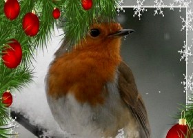 Xmas robin