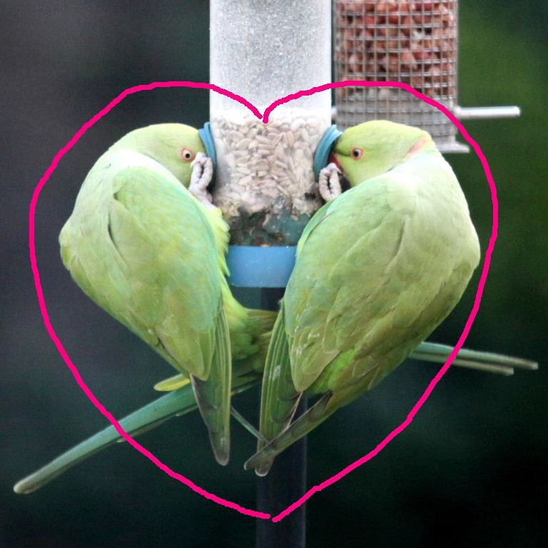 Parakeets love