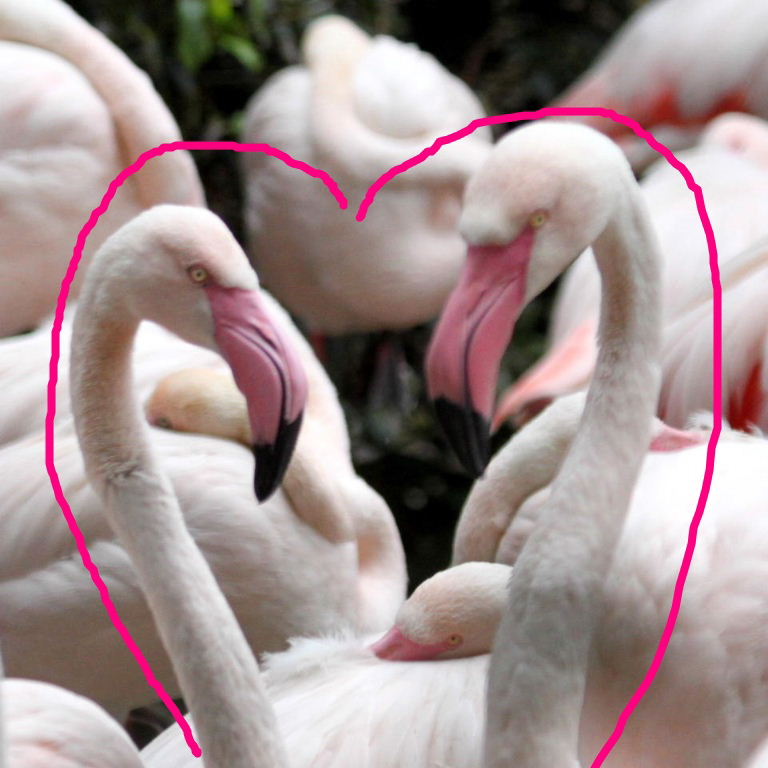 Flamingos love