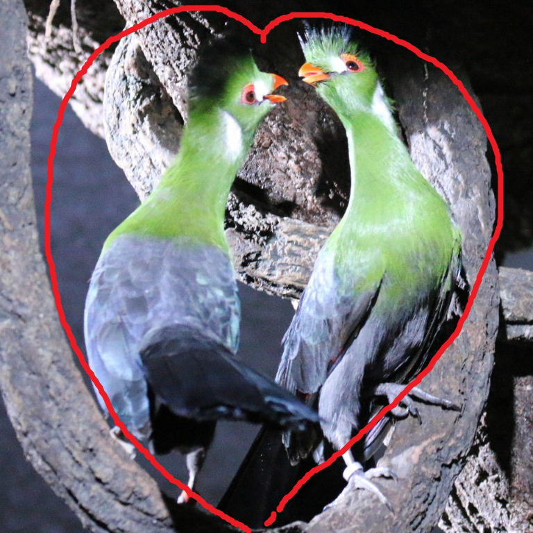 Turacos love