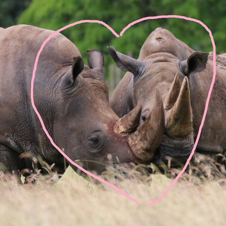 Rhinos love