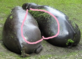 Hippos in love