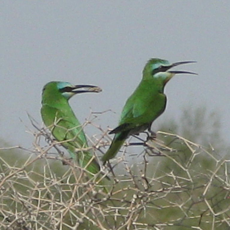 Valentine's Day Gift