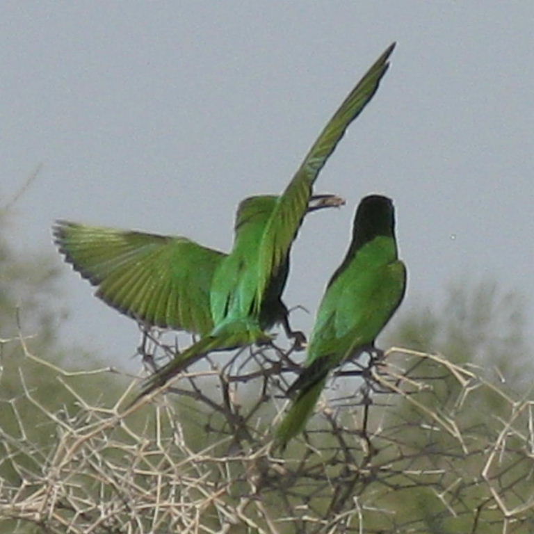 Valentine's Day Gift