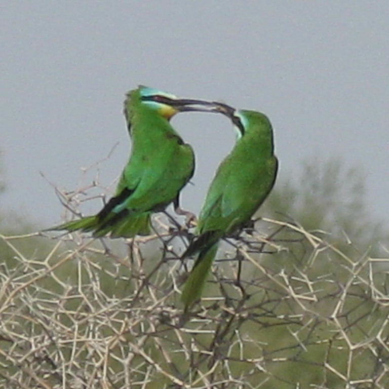 Valentine's Day Gift