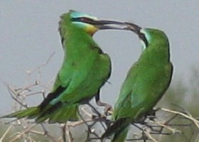 Bee-eaters valentine's gift