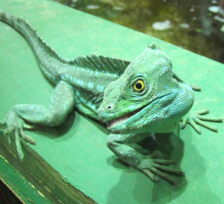 Basilisk feeling a bit green