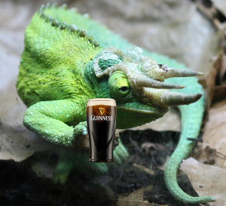 Guinness chameleon