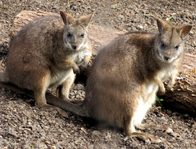Boar race wallabies