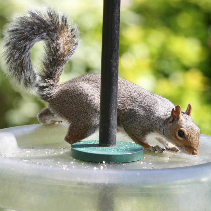 Squirrel on squirrel-proof feeder