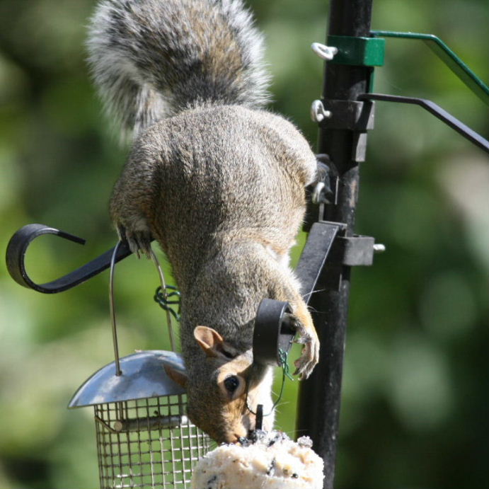 Squirrel on bird feeder