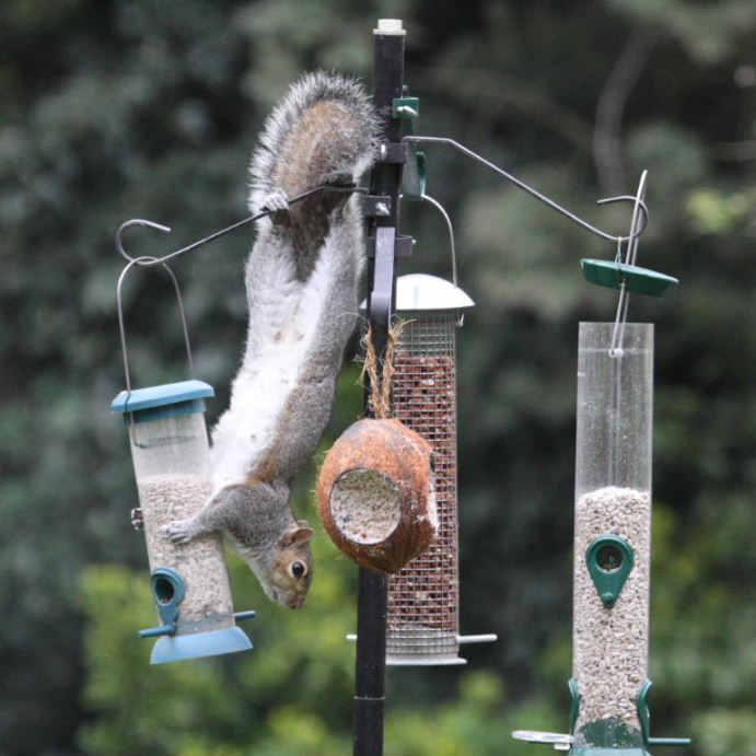 Squirrel on bird feeder