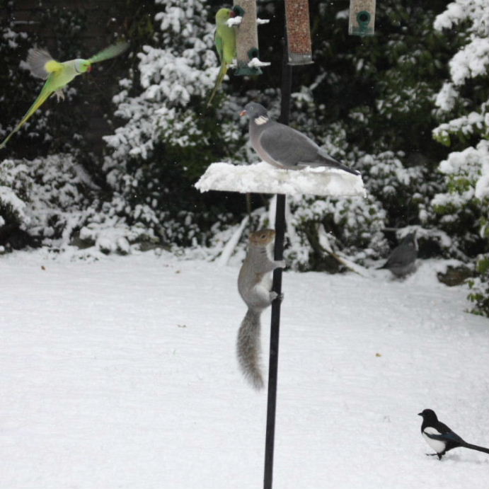 Grey Squirrel pole dancing