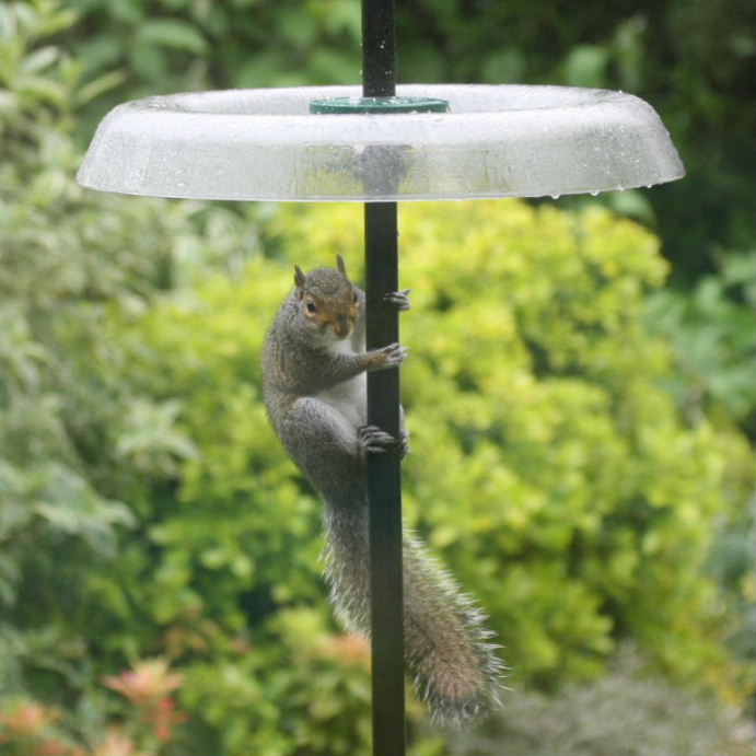 Grey Squirrel pole dancing