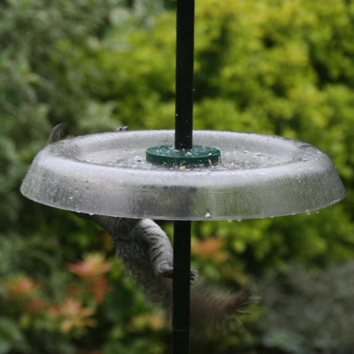 Grey Squirrel pole dancing