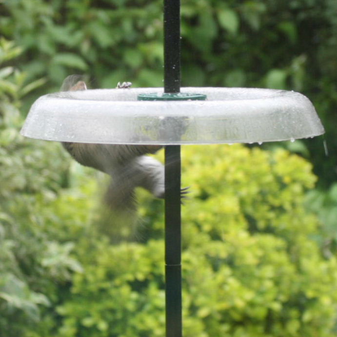 Squirrel pole dancing