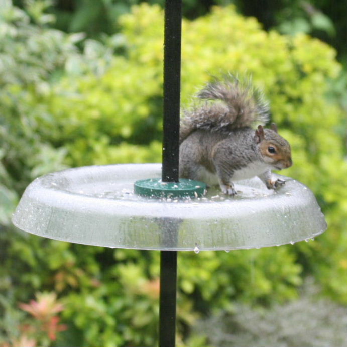 Squirrel on squirrel-proof feeder