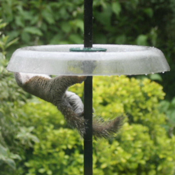 Squirrel on squirrel-proof feeder