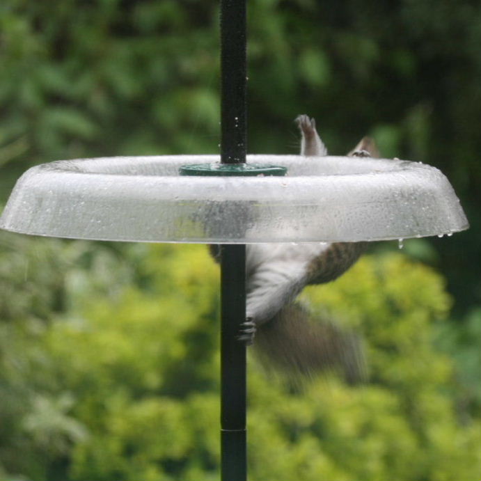 Squirrel on squirrel-proof feeder