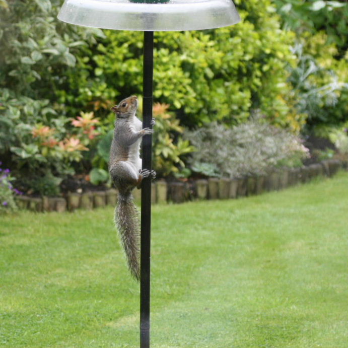 Grey Squirrel pole dancing