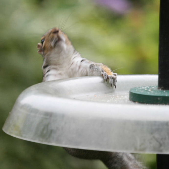 Squirrel on squirrel-proof feeder