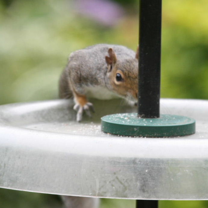 Squirrel on squirrel-proof feeder