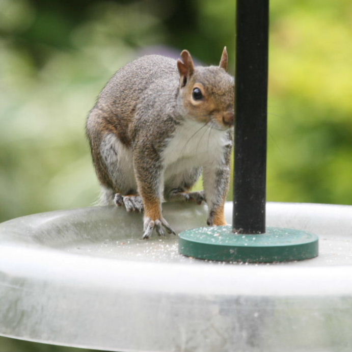 Squirrel on squirrel-proof feeder
