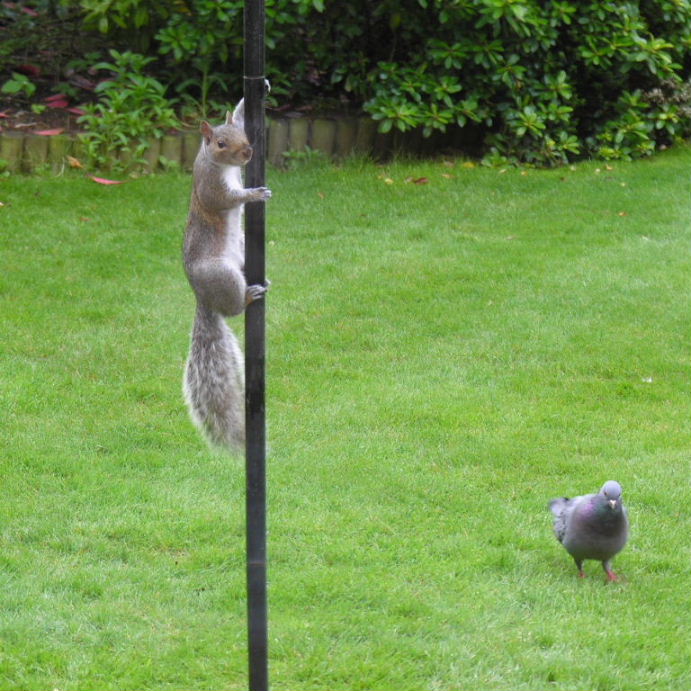 Squirrel pole dancing