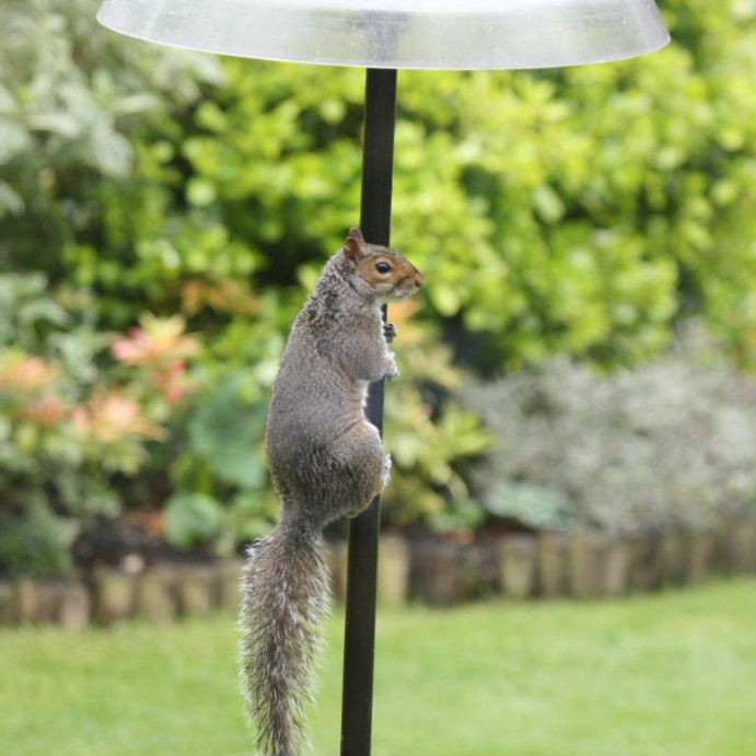 Grey Squirrel pole dancing