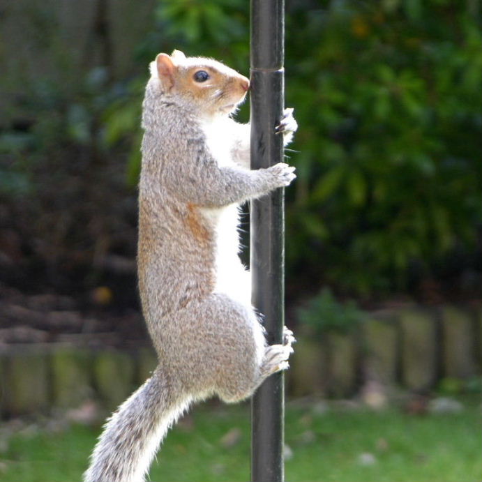 Grey Squirrel pole dancing